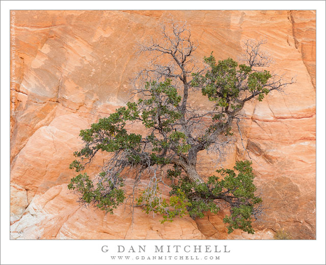 Oak and Rock