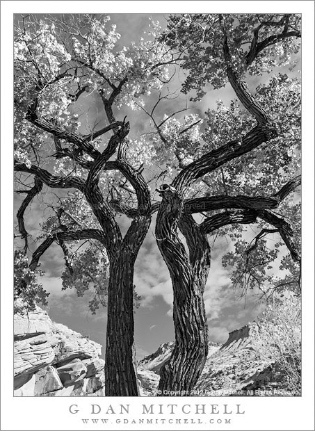 Old Cottonwood Trees, Autumn