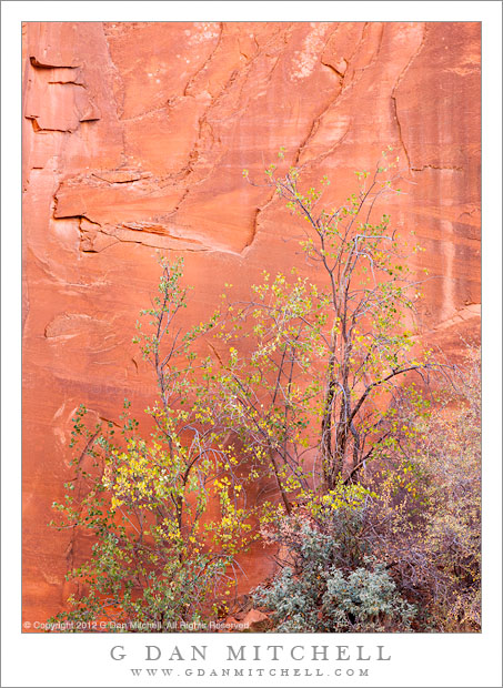 RedRockPlantsEscalante20121007