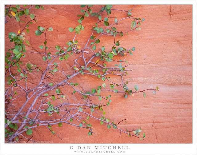 Sandstone and Singleleaf Ash