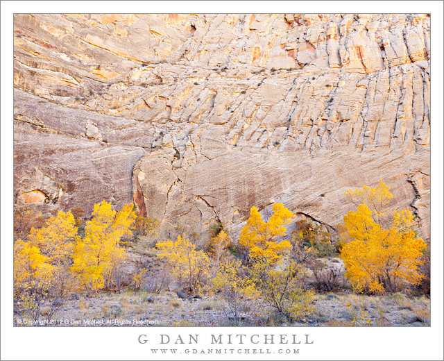 YellowLeavesEscalanteCanyon20121029