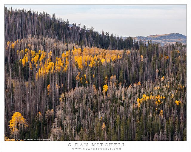 Mixed Forest, Brian Head