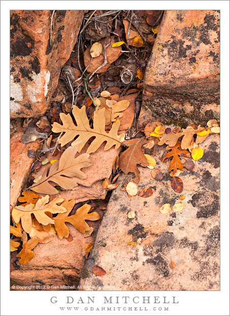 AutumnDetritusZionNP20121022