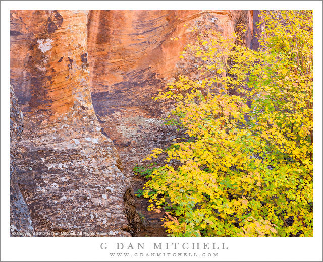 AutumnMapleTreeLeavesSlotCanyonZion20121022