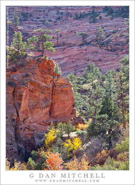 CanyonBottomRedRockTreesZion20121022