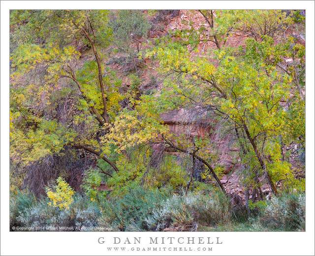 Streamside Foliage, Autumn Color