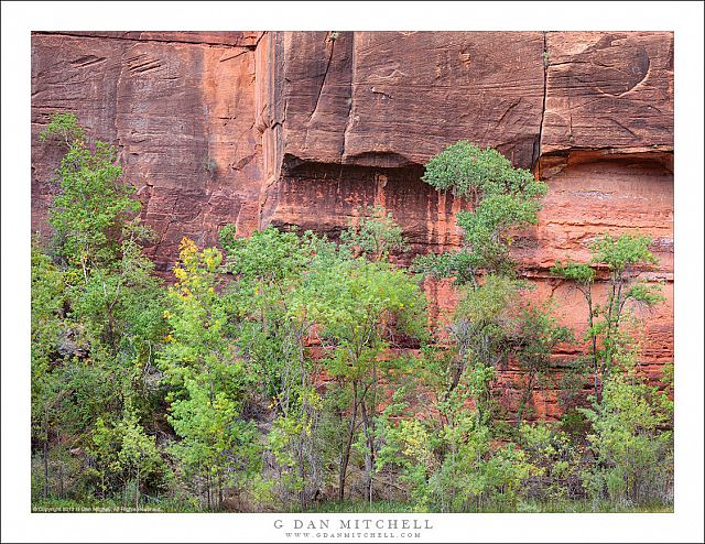 Cliff and Trees