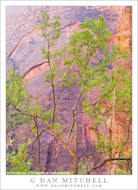 CottonwoodTreesColorfulCanyonWallsZion20121013