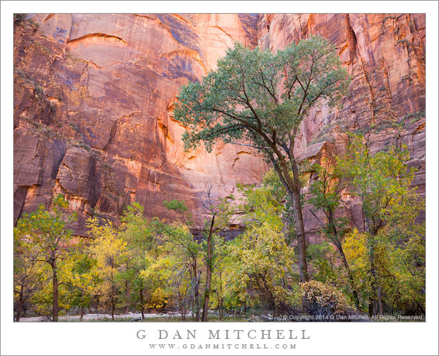 Tall Cottonwood, Sandstone Canyon