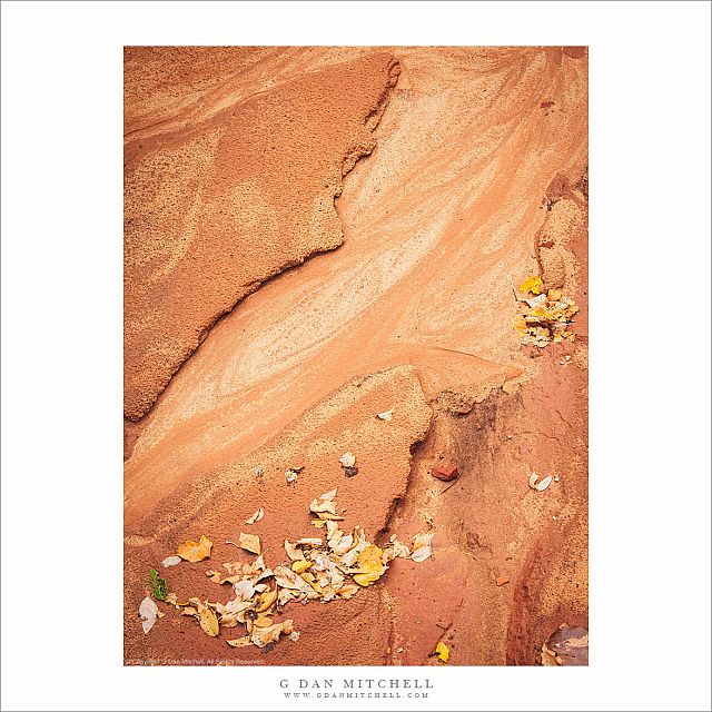 Creekbed, Autumn Leaves