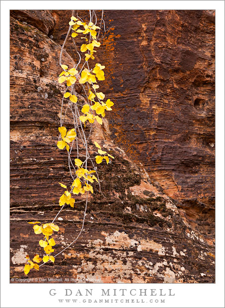 HangingBranchYellowLeavesFallZion20121022