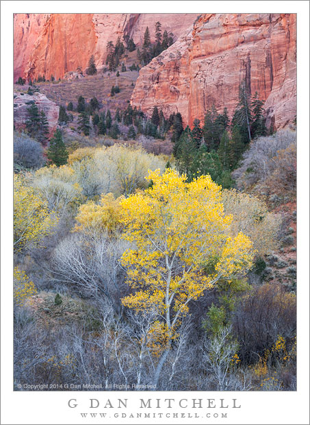 Autumn Cottonwood, Kolob Canyon