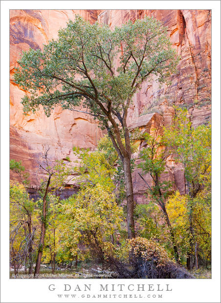 Cottonwood Tree, Sandstone Cliff