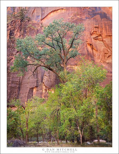 Cottonwoods and Red Rock Canyon