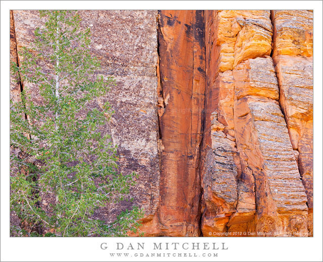 RedRockAndTree20120403