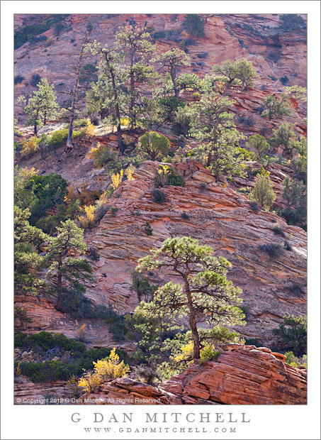 RedRockBacklitTreesVertZion20121022