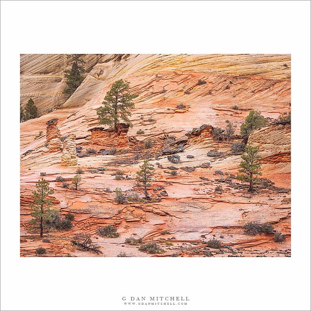 Sandstone and Trees