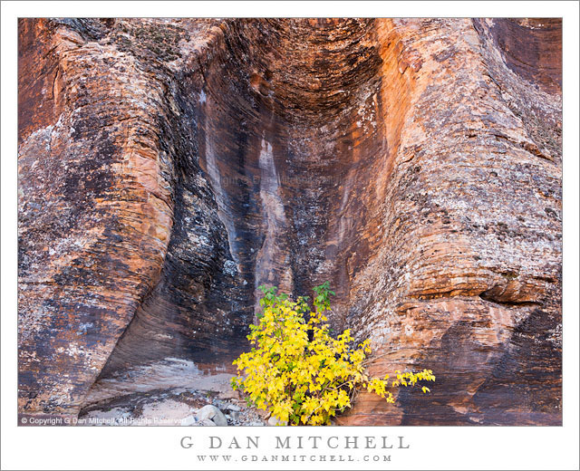 SolitaryFallPlantSculptedRockZion20121022