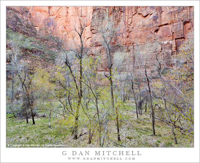 SpringCottonwoodsZionCanyon20120403