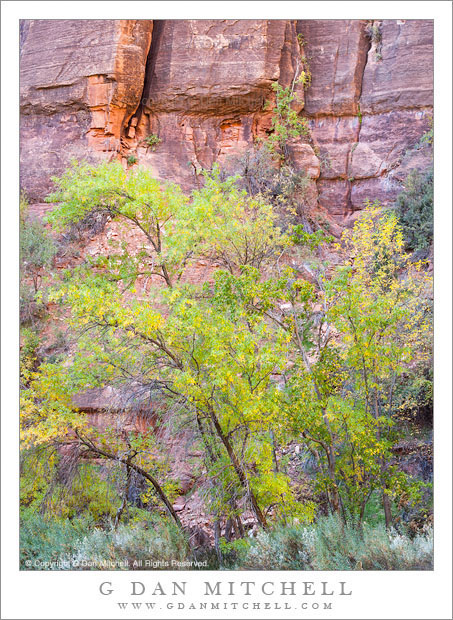 Box Elder, Autumn