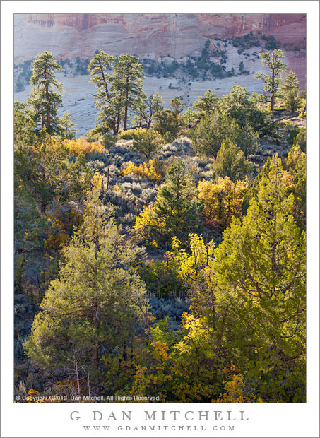 TreeCoveredHillsideCliffZion20121014