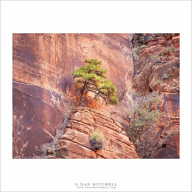 Tree and Sandstone Cliff