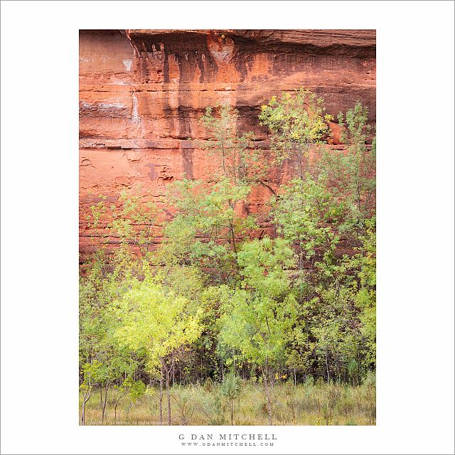 Trees at Base of Cliff