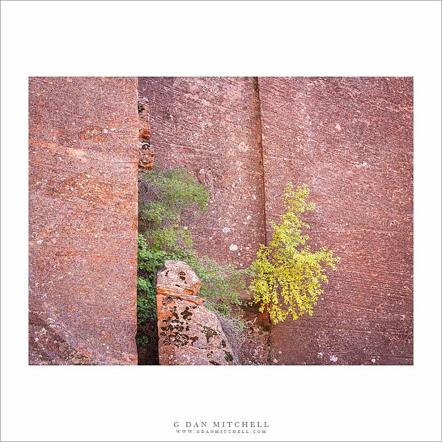 Trees On Sandstone Cliff