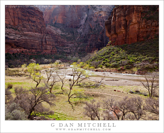 ZionCanyonVirginRiverCottonwood20120404