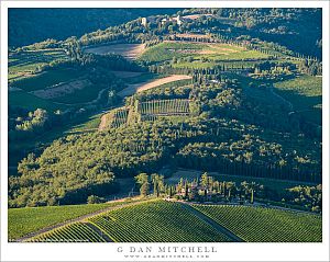 Vineyards Below Radda