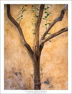 Tree and Wall