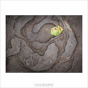 A Fallen Leaf