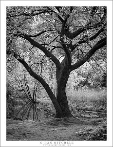 Central Park Tree