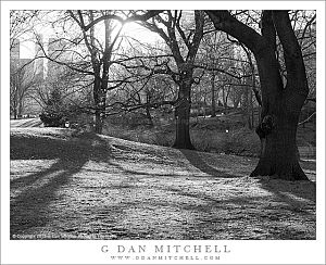 CentralParkWinterTreesLawnBW20131228