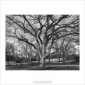 Old Tree, Central Park