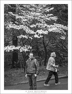 Two Walkers, Dogwood Tree