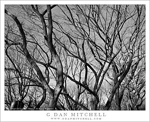 WinterTreesStatueCentralParkBW20131228 0022