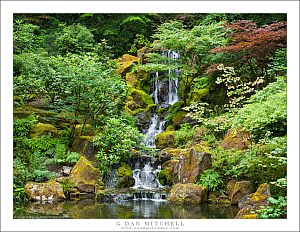 Waterfall and Pond, Japanese Garden