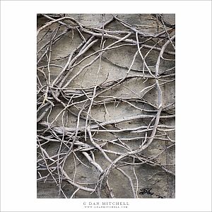 Ivy Roots