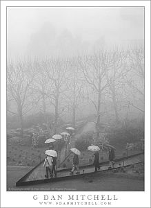 Umbrellas and Fog