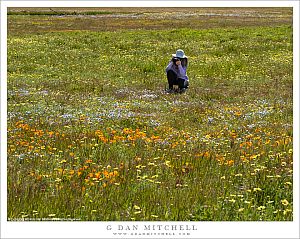 Photographing Spring Wildflowers