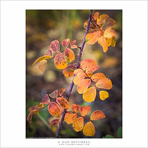 Autumn Berry Plants