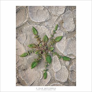 Brown-Eyed Evening Primrose Plant