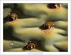 Cactus-scape