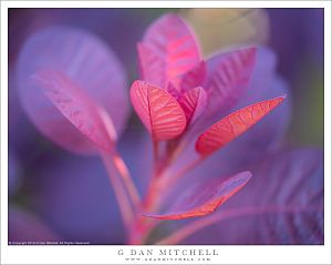 Red Leaves