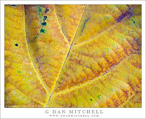 Colorful Giant Leaf