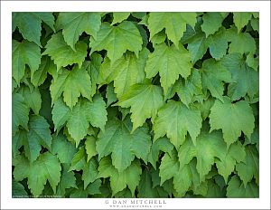 Ivy-Covered Wall