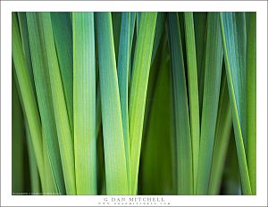 Green Stems