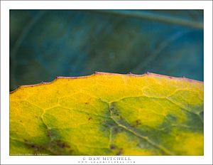 Leaf Edge