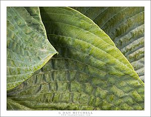 Leaves in Shade